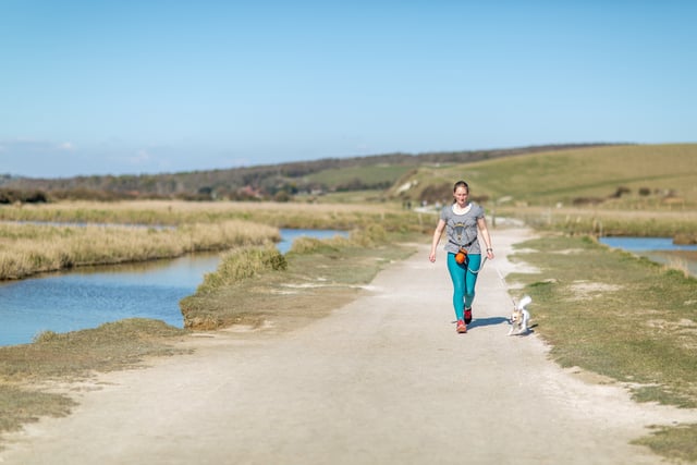 Campaign urges dog owners to protect South Downs